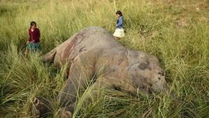 Forest officials say it was not clear at present why the elephant died.(Photo for representation/REUTERS File) Forest officials say it was not clear at present why the elephant died.(Photo for representation/REUTERS File)