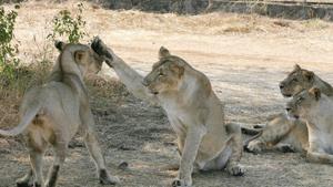 Ambardi’s boundary touches the forest area of the Gir National Park, the last abode of lions in Asia.(AFP) Ambardi’s boundary touches the forest area of the Gir National Park, the last abode of lions in Asia.(AFP)