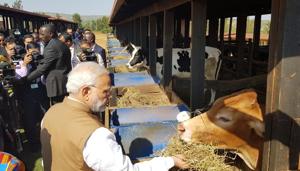 Prime Minister Narendra Modi in gifts cows to 200 households in Rweru model village in Bugesera, Rwanda.(ANI Photo) Prime Minister Narendra Modi in gifts cows to 200 households in Rweru model village in Bugesera, Rwanda.(ANI Photo)