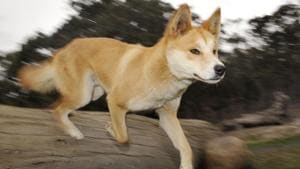 A dingo runs at the Dingo Discovery and Research Centre at the Toolern Vale in rural Victoria, some 60 km north-west of Melbourne.(AFP Photo) A dingo runs at the Dingo Discovery and Research Centre at the Toolern Vale in rural Victoria, some 60 km north-west of Melbourne.(AFP Photo)