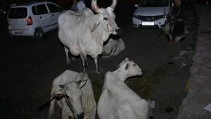 According to former chief minister Pratapsingh Rane, cows were being mistreated because farmers lack the means to dispose of unsustainable cattle.(Manoj Dhaka/HT Photo) According to former chief minister Pratapsingh Rane, cows were being mistreated because farmers lack the means to dispose of unsustainable cattle.(Manoj Dhaka/HT Photo)