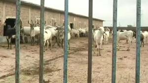 This cowshed is spread over 20 acres of land with about 1,400 cows sheltered and 20 labourers to look after them.(ANI/Twitter) This cowshed is spread over 20 acres of land with about 1,400 cows sheltered and 20 labourers to look after them.(ANI/Twitter)