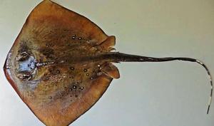 A specimen of the new species discovered by Indian scientists. A specimen of the new species discovered by Indian scientists.