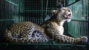 As per forest department figures, in past four years 22 people have lost their lives due to leopard killing in the region.(AFP/ Representative image) As per forest department figures, in past four years 22 people have lost their lives due to leopard killing in the region.(AFP/ Representative image)