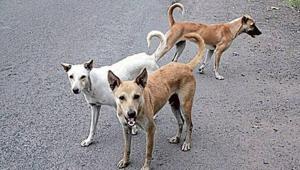 The last survey conducted by the SDMC found the dog population in the area was 1,89,285, but only 64,837 dogs were sterilised.(HT File Photo) The last survey conducted by the SDMC found the dog population in the area was 1,89,285, but only 64,837 dogs were sterilised.(HT File Photo)