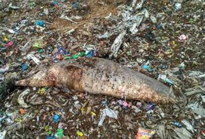 Local residents said the carcass was found covered with discarded plastic.(STATE FOREST DEPARTMENT) Local residents said the carcass was found covered with discarded plastic.(STATE FOREST DEPARTMENT)