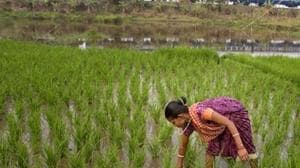 Insurance companies that fail to clear claims of farmers for crop loss within two months will have to repay with 12 per cent interest.(AP file photo)