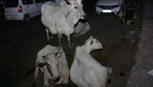 Police seized their truck and rescued 21 cattle heads, including a cow.(HT File Photo) Police seized their truck and rescued 21 cattle heads, including a cow.(HT File Photo)