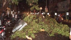 The city saw more than 950 tree-falls in June 2018, which claimed six lives.(HT File Photo/Representative Image) The city saw more than 950 tree-falls in June 2018, which claimed six lives.(HT File Photo/Representative Image)