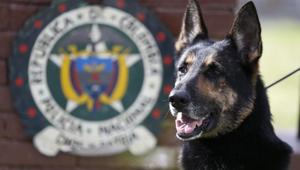 Drug dog Sombra, has helped detect more than 2,000 kilos of cocaine hidden in suitcases, boats and large shipments of fruit, sits outside the police station in Bogota, Colombia, Thursday, July 26, 2018.(AP) Drug dog Sombra, has helped detect more than 2,000 kilos of cocaine hidden in suitcases, boats and large shipments of fruit, sits outside the police station in Bogota, Colombia, Thursday, July 26, 2018.(AP)
