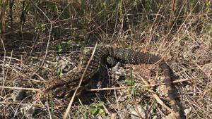 A black and white Tegu lizard is shown in the Florida Everglades in this photo obtained August 2, 2018.(REUTERS) A black and white Tegu lizard is shown in the Florida Everglades in this photo obtained August 2, 2018.(REUTERS)