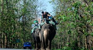 Tourists enjoy elephant safari at Corbett Tiger Reserve in Ramnagar.(Vinay Santosh Kumar/HT Photo) Tourists enjoy elephant safari at Corbett Tiger Reserve in Ramnagar.(Vinay Santosh Kumar/HT Photo)