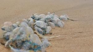 Lifeguards and marine experts have reported over 100 bluebottle stings on the Girgaum Chowpatty, Aksa, Juhu, and Versova beaches since last Friday.(Satyabrata Tripathy/HT Photo) Lifeguards and marine experts have reported over 100 bluebottle stings on the Girgaum Chowpatty, Aksa, Juhu, and Versova beaches since last Friday.(Satyabrata Tripathy/HT Photo)
