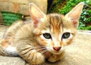 What are the health benefits of owning a pet? We find out this International Cat Day. (Instagram) What are the health benefits of owning a pet? We find out this International Cat Day. (Instagram)