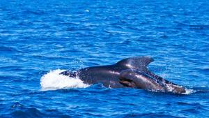 The calf died July 24 and the image of the mother whale clinging to the dead calf has struck an emotional chord(Michael Milstein/AP) The calf died July 24 and the image of the mother whale clinging to the dead calf has struck an emotional chord(Michael Milstein/AP)