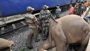 A tusker died after being hit by Nanda Devi Express on February and another died in March this year in the state.(PTI File) A tusker died after being hit by Nanda Devi Express on February and another died in March this year in the state.(PTI File)
