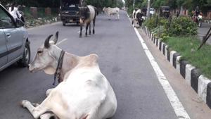 The Surat municipal corporation was informed about a cow running amok.(HT File Photo) The Surat municipal corporation was informed about a cow running amok.(HT File Photo)