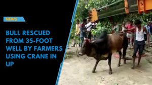 <p>A bull was winched to safety by villagers after stumbling into a well in North India. Footage captured on August 9 in Hardoi district, Uttar Pradesh, shows villagers using a crane to extract the animal from the 35-foot-deep well. As soon as the bull was extracted from the murky water, vets checked it over. Luckily, it only had cuts and scratches.</p>