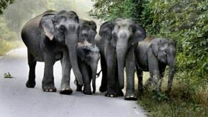 Since formation of Uttarakhand in 2000, 11 elephants were killed after being hit by trains.(HT Photo) Since formation of Uttarakhand in 2000, 11 elephants were killed after being hit by trains.(HT Photo)