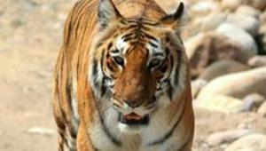The tiger has created panic among villagers in the forest belt since the last 18 months, despite efforts of the forest department to trap the man-eater big cat.(Picture for representation) The tiger has created panic among villagers in the forest belt since the last 18 months, despite efforts of the forest department to trap the man-eater big cat.(Picture for representation)