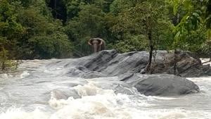 The stranded elephant was first noticed by locals and they immediately informed the forest department officials.(Picture: Sourced by special arrangement) The stranded elephant was first noticed by locals and they immediately informed the forest department officials.(Picture: Sourced by special arrangement)