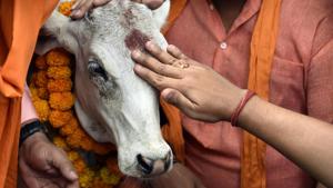New Delhi, India - May 30, 2017: BJP Yuva Morcha activists offering pooja of a Calf during protest near AICC against slaughter of cow by the Youth Congress Leader in Kerala, in New Delhi, India, on Tuesday, May 30, 2017. (Photo by Mohd Zakir/ Hindustan Times)(Mohd Zakir/HT File Photo) New Delhi, India - May 30, 2017: BJP Yuva Morcha activists offering pooja of a Calf during protest near AICC against slaughter of cow by the Youth Congress Leader in Kerala, in New Delhi, India, on Tuesday, May 30, 2017. (Photo by Mohd Zakir/ Hindustan Times)(Mohd Zakir/HT File Photo)