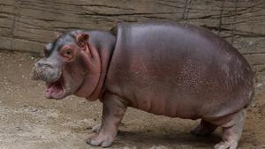 A baby hippo born is seen at its enclosure at the Guadalajara Zoo, in Guadalajara, Mexico.(AFP File Photo/Representative image) A baby hippo born is seen at its enclosure at the Guadalajara Zoo, in Guadalajara, Mexico.(AFP File Photo/Representative image)