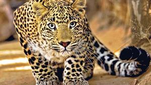 The cub’s mother had been killed in a road accident on July 18.(Pic for representational purposes only) The cub’s mother had been killed in a road accident on July 18.(Pic for representational purposes only)
