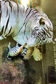 Three-year-old Nirbhaya with her two cubs.(Screengrab) Three-year-old Nirbhaya with her two cubs.(Screengrab)