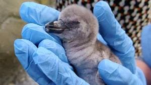 A Humboldt Penguin chick hatched out of the egg on Wednesday.(ANI Photo/Twitter) A Humboldt Penguin chick hatched out of the egg on Wednesday.(ANI Photo/Twitter)