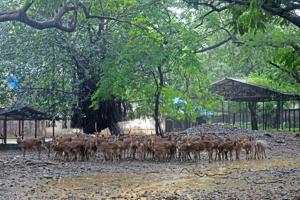 The Byculla zoo is currently spread over 48 acres.(HT FILE) The Byculla zoo is currently spread over 48 acres.(HT FILE)