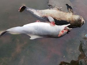 The porpoise (above) was three feet long and the juvenile Indian Ocean humpback dolphin was a two-and-a-half feet long.(HT Photo) The porpoise (above) was three feet long and the juvenile Indian Ocean humpback dolphin was a two-and-a-half feet long.(HT Photo)