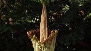 The foul odour of the plants emit attracts insects for pollination.(Shutterstock) The foul odour of the plants emit attracts insects for pollination.(Shutterstock)