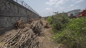 HT found large tracts of cut mangroves and even areas where hacked mangrove trees were stored by unknown persons, a clear violation of Bombay High Court orders and Environment Protection Act, 1986, near Gavaan village in Uran taluka, in Mumbai, India, on Friday, May 25, 2018.(Pratik Chorge/HT File Photo)