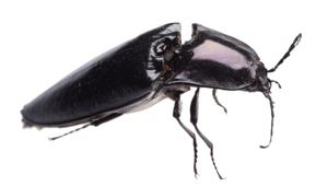 Scientists have discovered a beetle trapped in amber that dates back to 99 million years, a finding that may help better understand the relationship between ancient flowering plants and pollinators.(Representative Image/Getty Images/iStockphoto) Scientists have discovered a beetle trapped in amber that dates back to 99 million years, a finding that may help better understand the relationship between ancient flowering plants and pollinators.(Representative Image/Getty Images/iStockphoto)