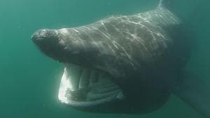 This undated handout picture obtained on August 7, 2018 from APECS shows a basking shark (Cetorhinus maximus). The basking shark, the second largest fish in the world, can be found off the coast of Brittany, but also in the Mediterranean.(AFP Photo) This undated handout picture obtained on August 7, 2018 from APECS shows a basking shark (Cetorhinus maximus). The basking shark, the second largest fish in the world, can be found off the coast of Brittany, but also in the Mediterranean.(AFP Photo)