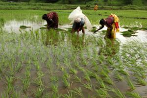 Agriculture in India is significantly dependent on women. Women make up about 33% of cultivators and about 47% of agricultural labourers in rural India.(Hindustan Times) Agriculture in India is significantly dependent on women. Women make up about 33% of cultivators and about 47% of agricultural labourers in rural India.(Hindustan Times)