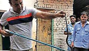 The hospital staff were reportedly moving cartons of medicine from a room when they came across the cobra The hospital staff were reportedly moving cartons of medicine from a room when they came across the cobra
