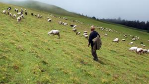 The Uttarakhand high court has also banned overnight stay and commercial grazing of cattle in the alpine meadows/subalpine in the state.(HT File Photo) The Uttarakhand high court has also banned overnight stay and commercial grazing of cattle in the alpine meadows/subalpine in the state.(HT File Photo)
