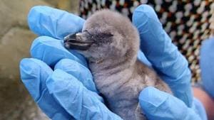 A Humboldt Penguin chick hatched out of the egg on Wednesday.(ANI File Photo) A Humboldt Penguin chick hatched out of the egg on Wednesday.(ANI File Photo)