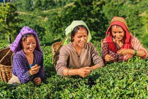 Depending on the quality and demand, First Flush tea can fetch anything between Rs 1200 to Rs 20,000 a kg, industry insiders said. (Image used for representation).(GETTY IMAGES.) Depending on the quality and demand, First Flush tea can fetch anything between Rs 1200 to Rs 20,000 a kg, industry insiders said. (Image used for representation).(GETTY IMAGES.)