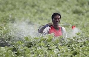 CIPMC has been training farmers and monitoring their maximum residual limit for pesticide, but the number of such farmers too is 0.5%.(Representative image) CIPMC has been training farmers and monitoring their maximum residual limit for pesticide, but the number of such farmers too is 0.5%.(Representative image)