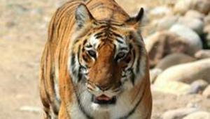 An earlier Uttarakhand high court order stressed that Corbett corridor was the most significant habitat for wildlife, such as tigers, elephants, leopards, bears and around 600 bird species.(Picture for representation) An earlier Uttarakhand high court order stressed that Corbett corridor was the most significant habitat for wildlife, such as tigers, elephants, leopards, bears and around 600 bird species.(Picture for representation)