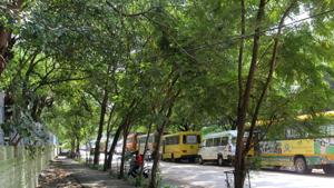 More than 3,000 heritage trees, which were to be axed for a road-widening project that was proposed in 2012 , got a new lease of life on Thursday.(HT File Photo) More than 3,000 heritage trees, which were to be axed for a road-widening project that was proposed in 2012 , got a new lease of life on Thursday.(HT File Photo)