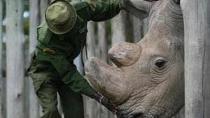 A major focus for the 1.1 million pound initiative is the endangered black rhino, a species successfully bred in captivity at Chester Zoo in recent years and whose excrement is a source of useful data to understand the health of the animal.(AFP/File Photo) A major focus for the 1.1 million pound initiative is the endangered black rhino, a species successfully bred in captivity at Chester Zoo in recent years and whose excrement is a source of useful data to understand the health of the animal.(AFP/File Photo)