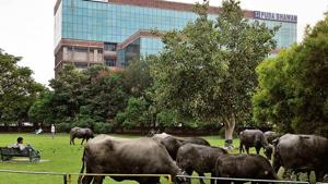 Stray cattle have a free run in Mohali despite the MC claims to rein them in. Here they graze in front of the PUDA Bhawan in Mohali.(HT Photo) Stray cattle have a free run in Mohali despite the MC claims to rein them in. Here they graze in front of the PUDA Bhawan in Mohali.(HT Photo)