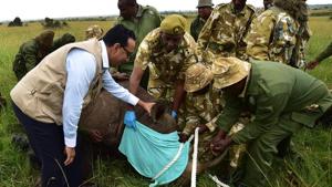 Kenya's Tourism and Wildlife Minister Najib Balala (left) looks on as Kenya Wildlife Services (KWS) personnel subdue a sedated black rhinoceros at the Nairobi National Park on June 26, 2018 as they prepare to translocate it to Tsavo National Park where some 11 of the critically endangered animals were translocated from Nairobi and Nakuru and ended up dead due to harsh conditions.(AFP Photo) Kenya's Tourism and Wildlife Minister Najib Balala (left) looks on as Kenya Wildlife Services (KWS) personnel subdue a sedated black rhinoceros at the Nairobi National Park on June 26, 2018 as they prepare to translocate it to Tsavo National Park where some 11 of the critically endangered animals were translocated from Nairobi and Nakuru and ended up dead due to harsh conditions.(AFP Photo)