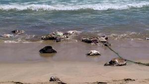 Handout picture relased on August 29, 2018 by Oaxaca's Civil Protection office showing dead sea turtles near Puerto Escondido, Oaxaca State(AFP Photo) Handout picture relased on August 29, 2018 by Oaxaca's Civil Protection office showing dead sea turtles near Puerto Escondido, Oaxaca State(AFP Photo)