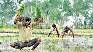 The biggest reason for this is the employment-income mismatch in agriculture.(HT File Photo) The biggest reason for this is the employment-income mismatch in agriculture.(HT File Photo)