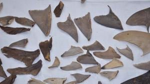 The shark fins were meant for export to China and Hong Kong.(ANI/Twitter) The shark fins were meant for export to China and Hong Kong.(ANI/Twitter)